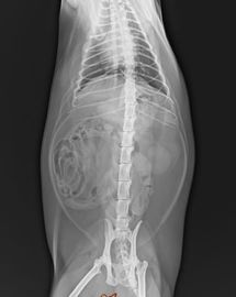 مسح فيلم Konida X Ray Dry ، تصوير فوجي الطبي التشخيصي